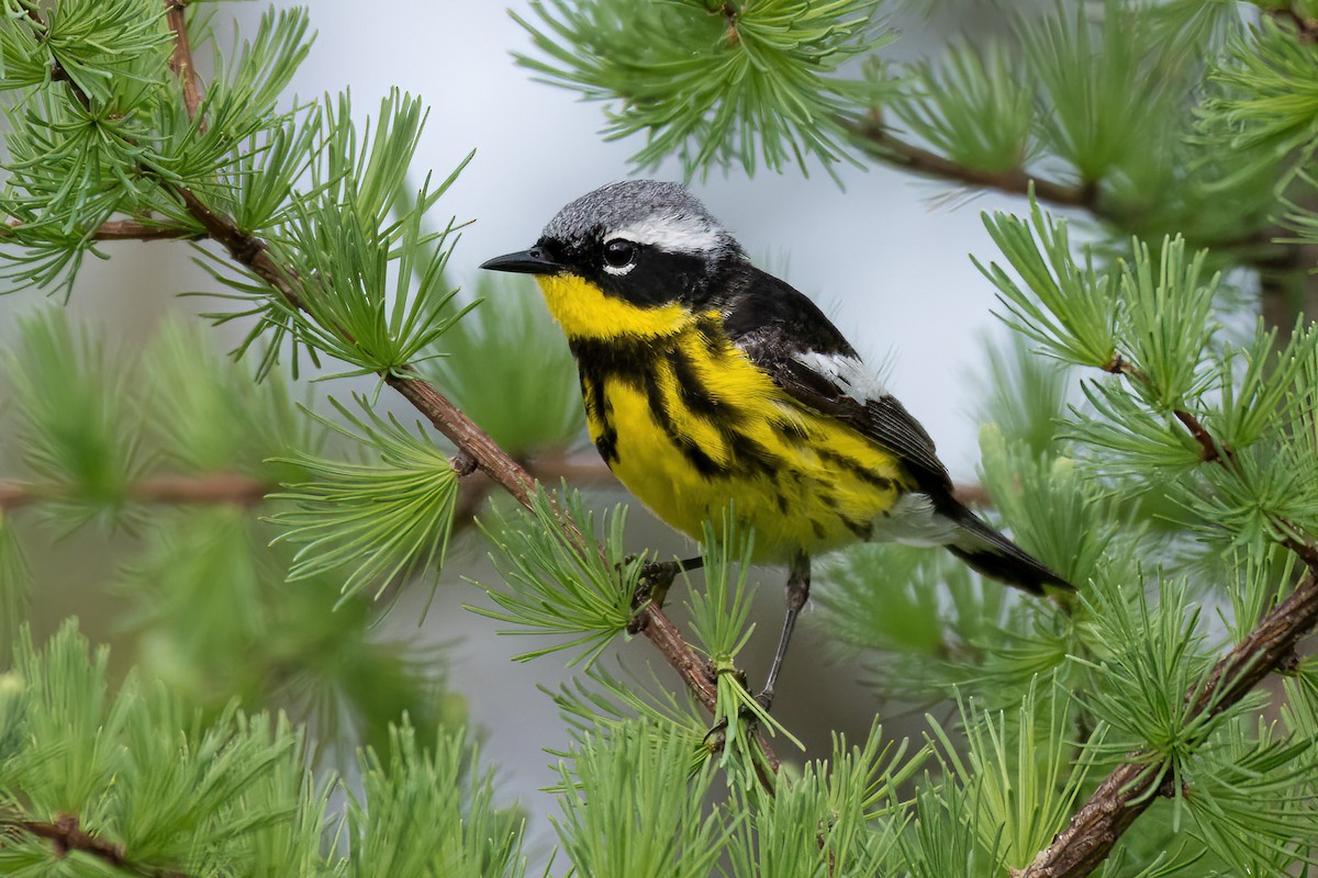 Magnolia Warbler - ML462845621