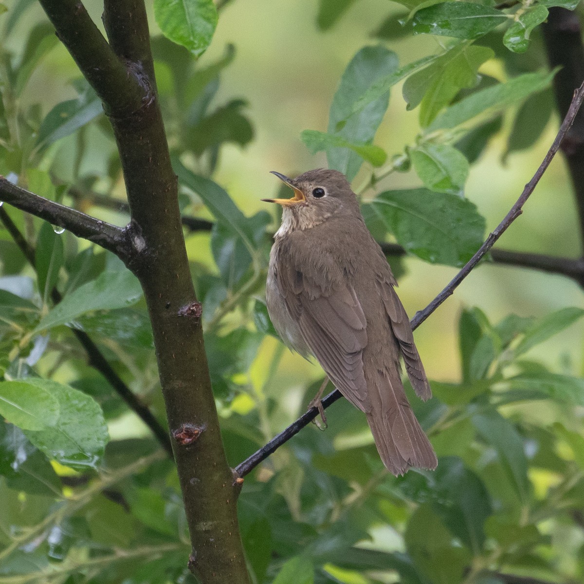 Swainson's Thrush - ML462846201