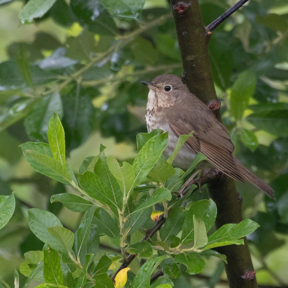 Swainson's Thrush - ML462846211