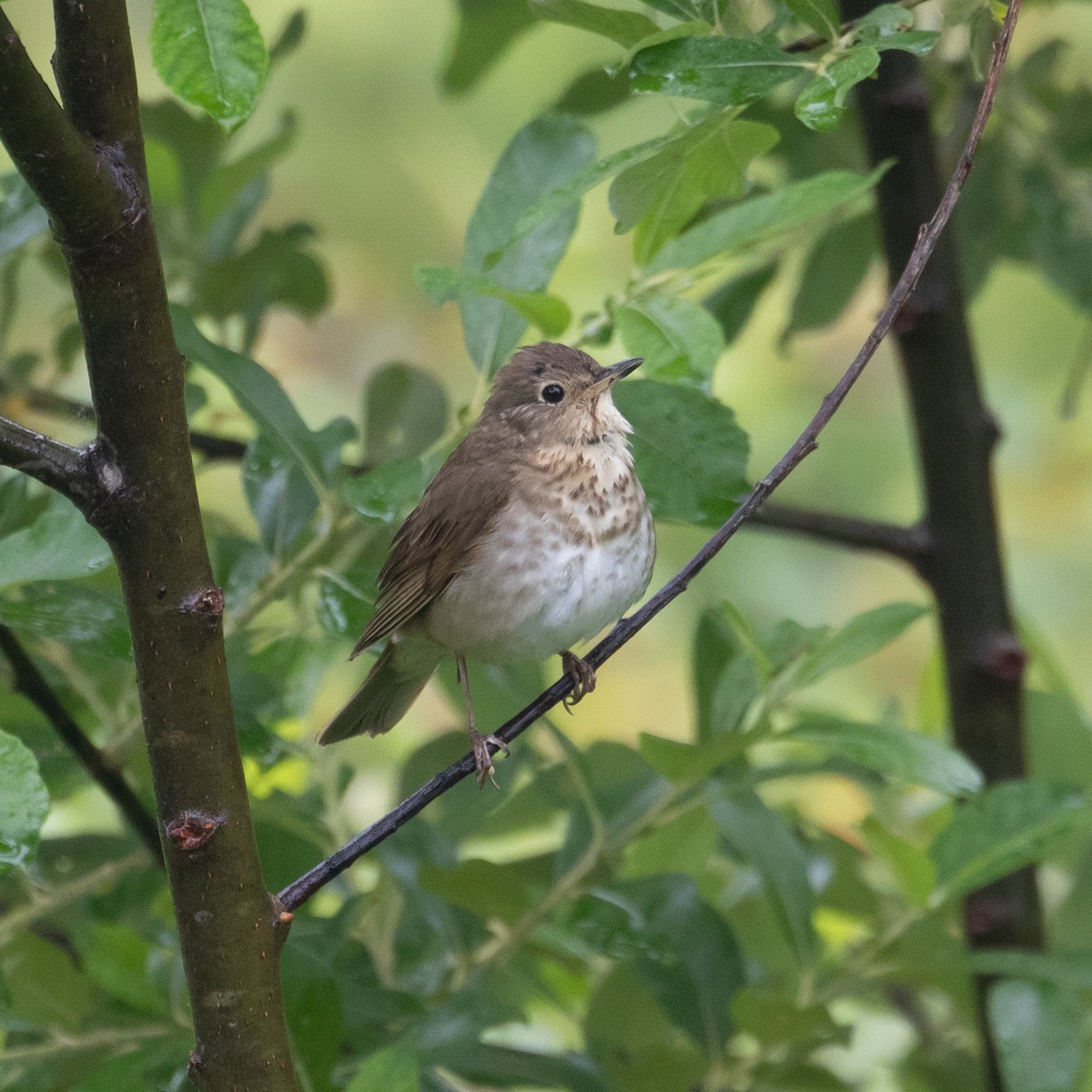 Swainson's Thrush - ML462846221