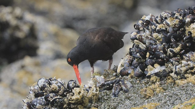 Black Oystercatcher - ML462850521