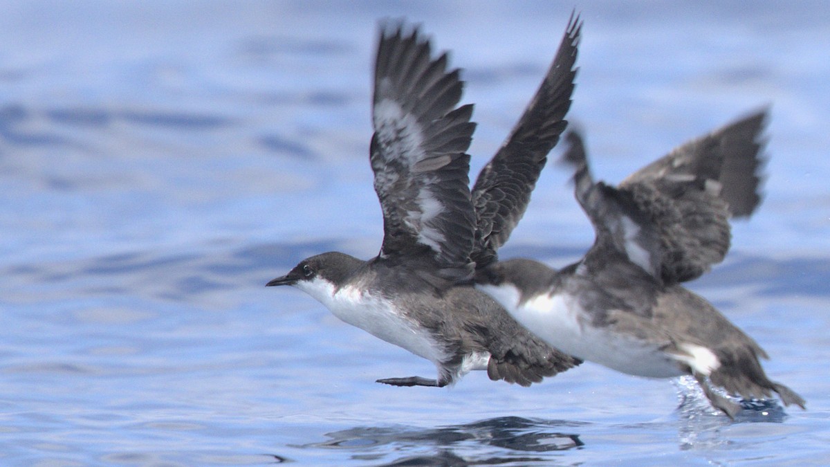 Craveri's Murrelet - ML462852411