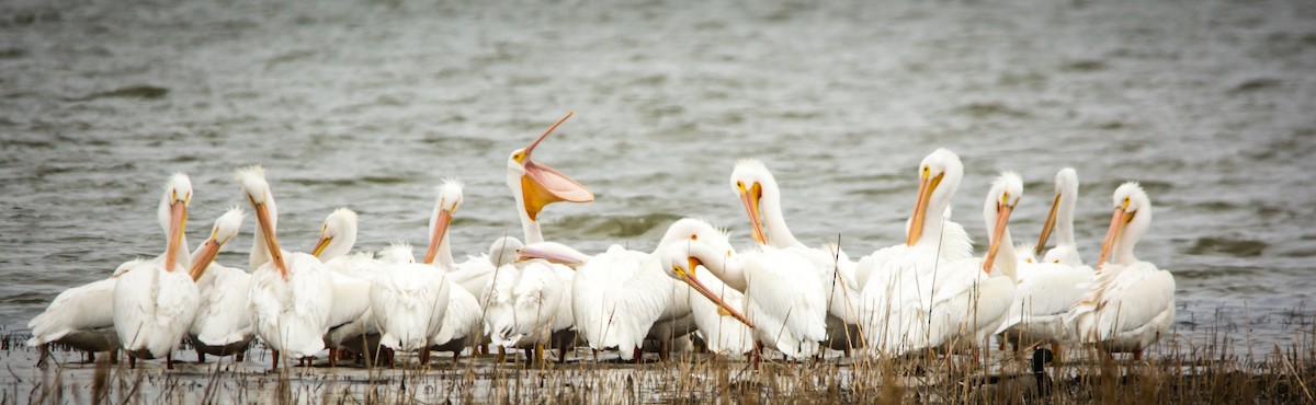 American White Pelican - ML46285361