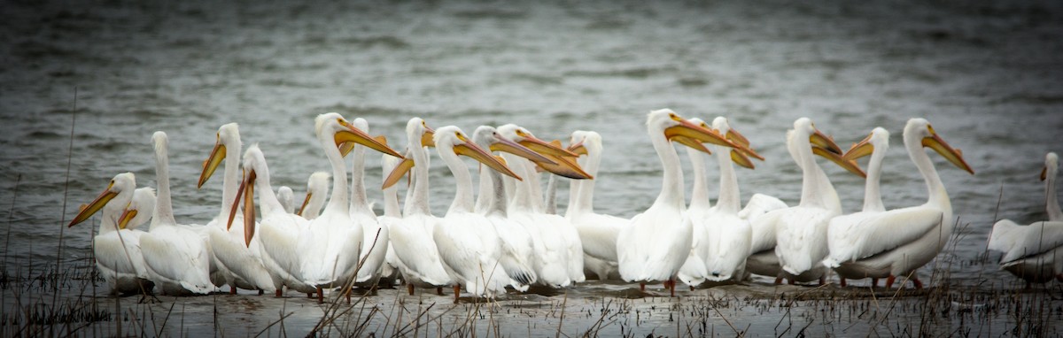 American White Pelican - ML46285371