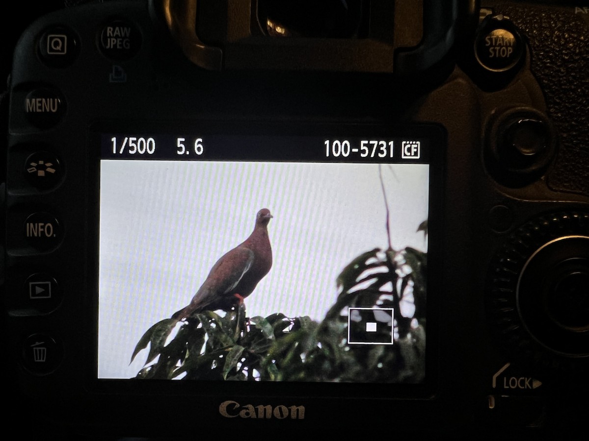 Plain Pigeon - ML462854101