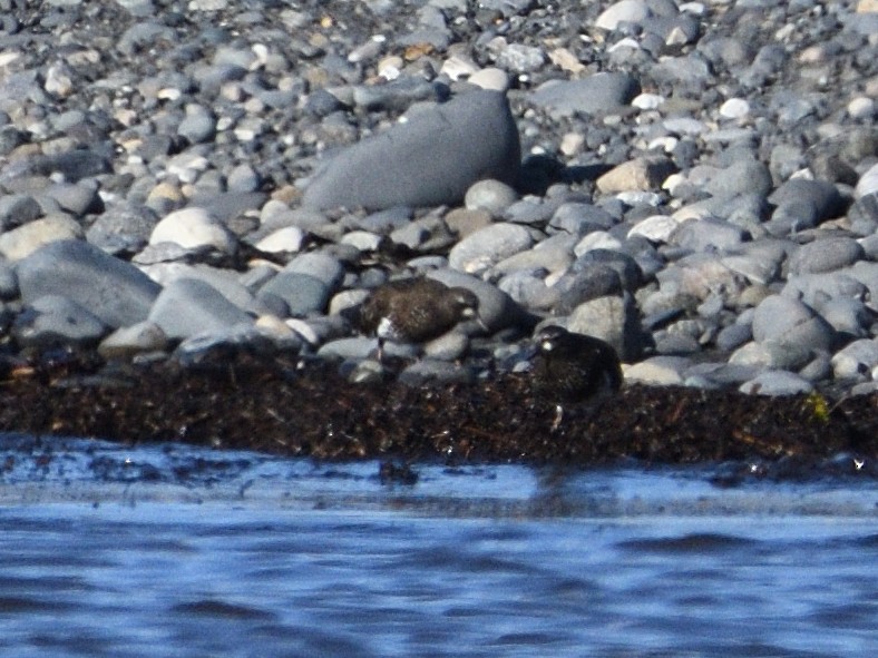 Black Turnstone - ML462854711