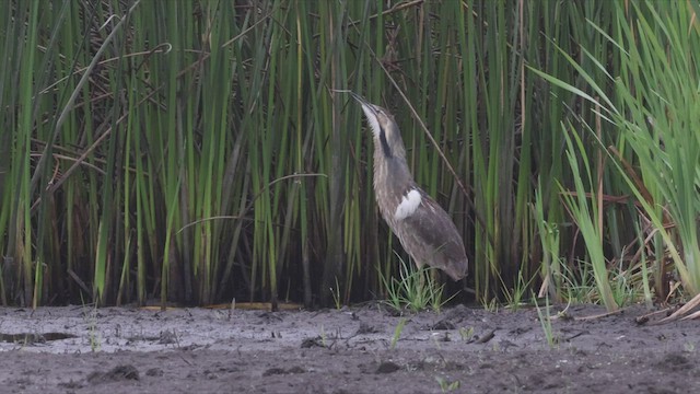 Schwarzbart-Rohrdommel - ML462856981