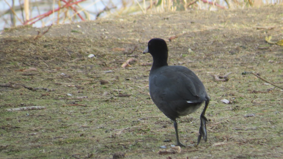 American Coot - Ardea Thurston-Shaine