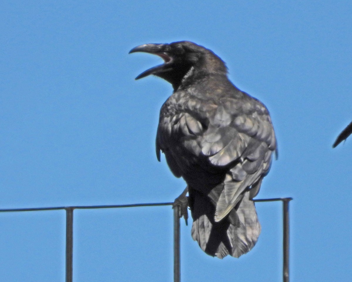 Common Raven - ML462859481