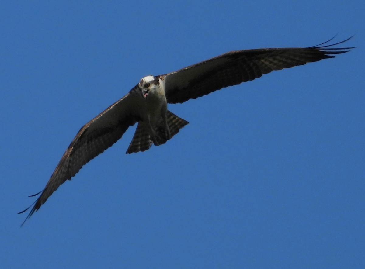 Águila Pescadora - ML462862711