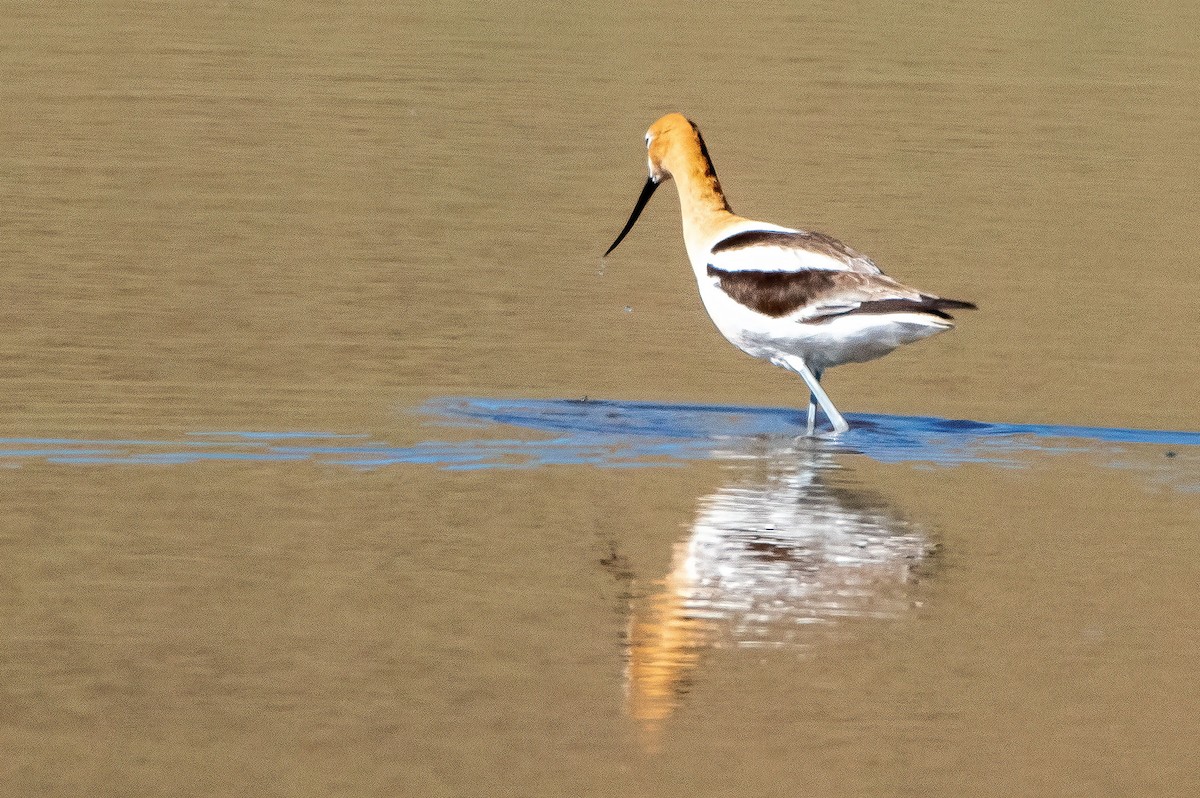 American Avocet - ML462862741