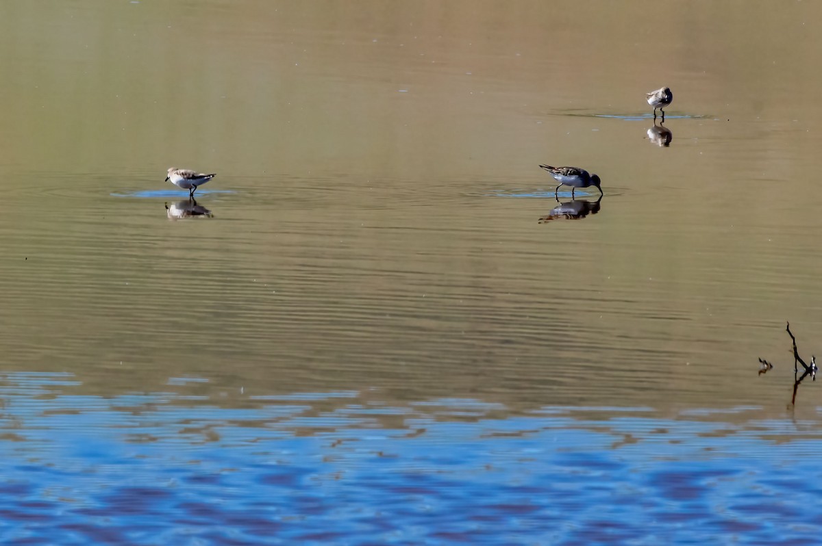 Semipalmated Sandpiper - ML462863161