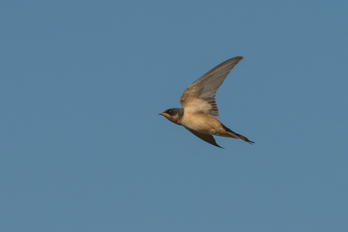 Barn Swallow - Gregg McClain