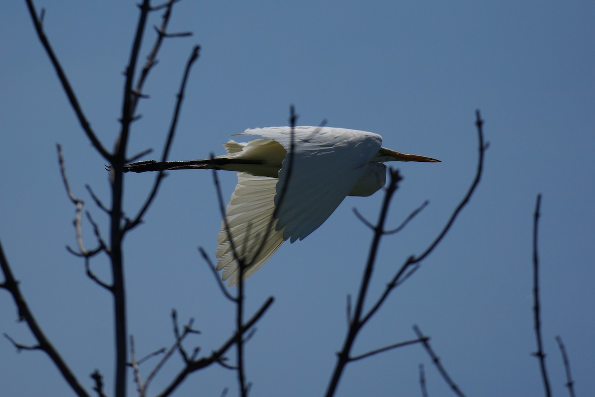 Great Egret - Lindy Niemiec