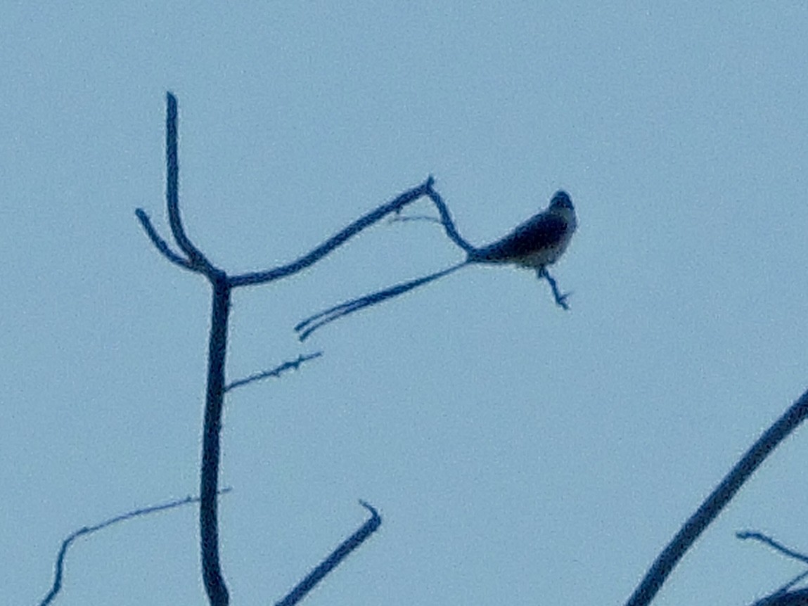 Fork-tailed Flycatcher - Art Hudak