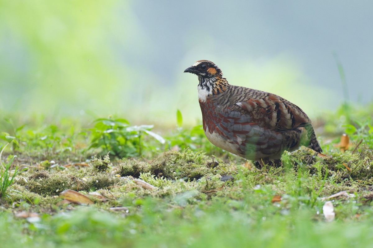 Sichuan Partridge - Vincent Wang