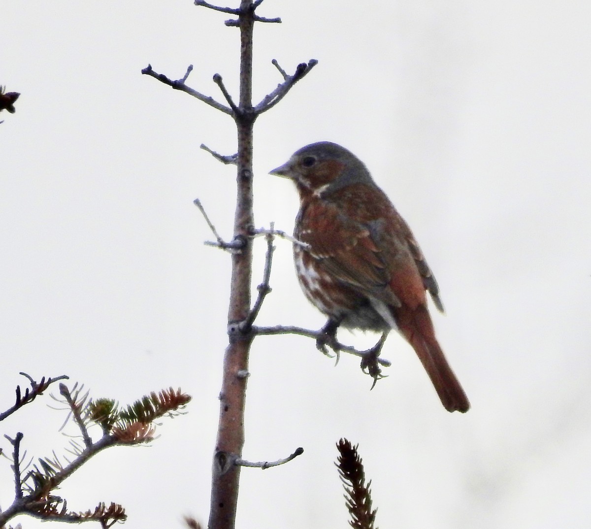 Fox Sparrow - ML462869031