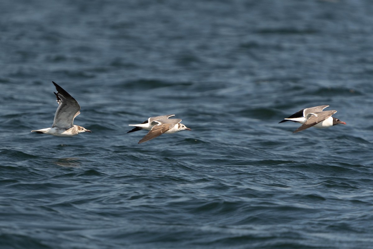 Laughing Gull - ML462869791