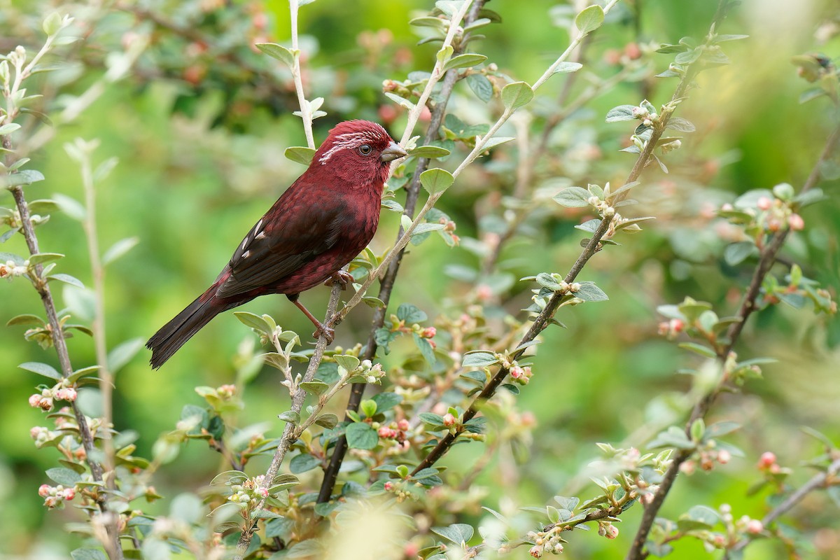 Vinaceous Rosefinch - Vincent Wang