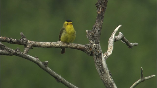 Wilson's Warbler - ML462870