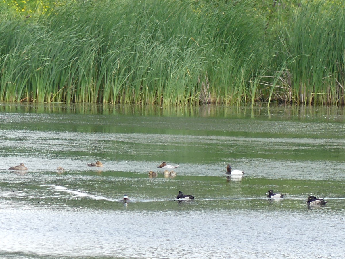 Ring-necked Duck - Parker Hughes