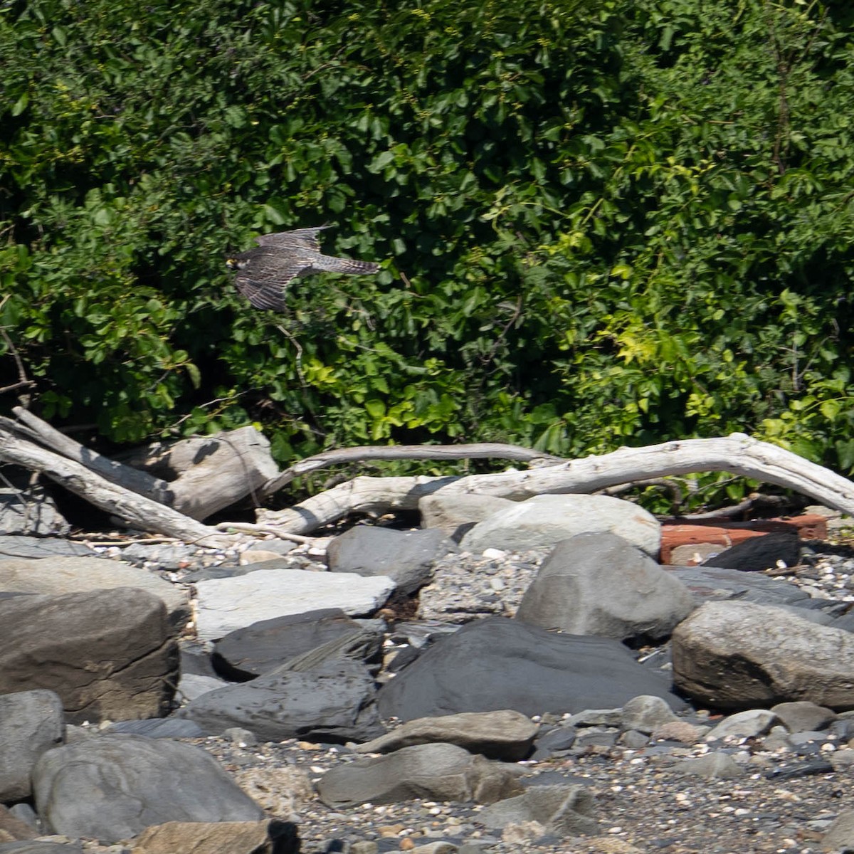 Peregrine Falcon - ML462870661