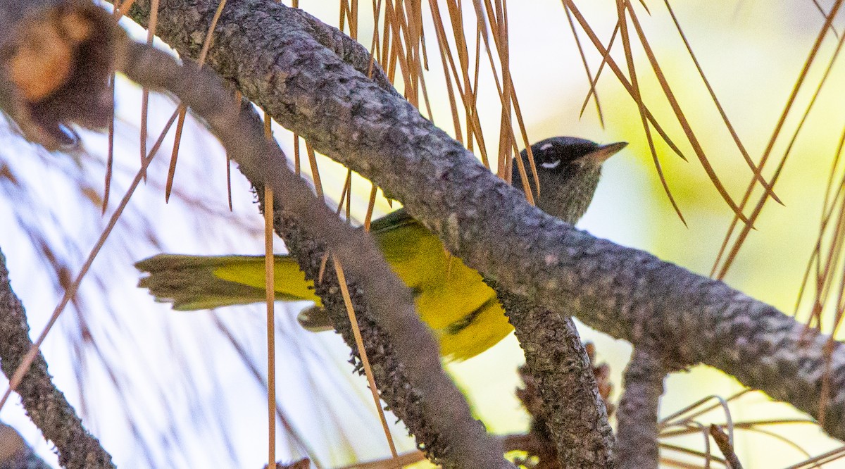 MacGillivray's Warbler - ML462870681