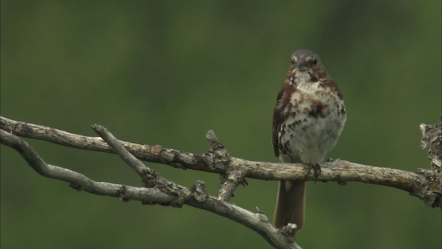 Fox Sparrow - ML462871