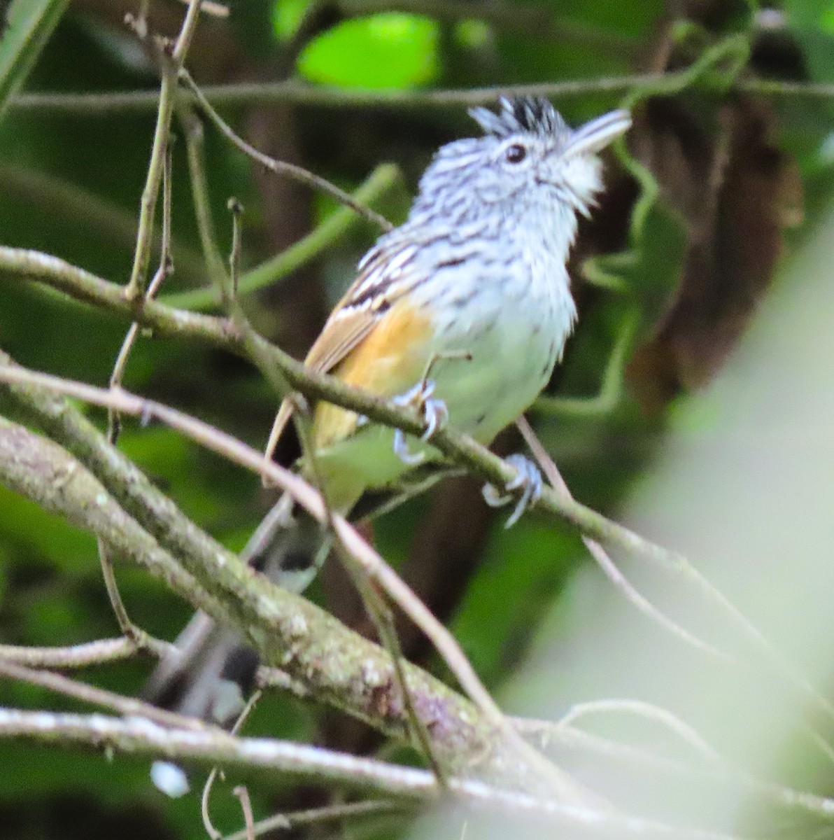 Klages's Antbird - ML462871471