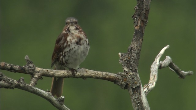 Fox Sparrow - ML462872