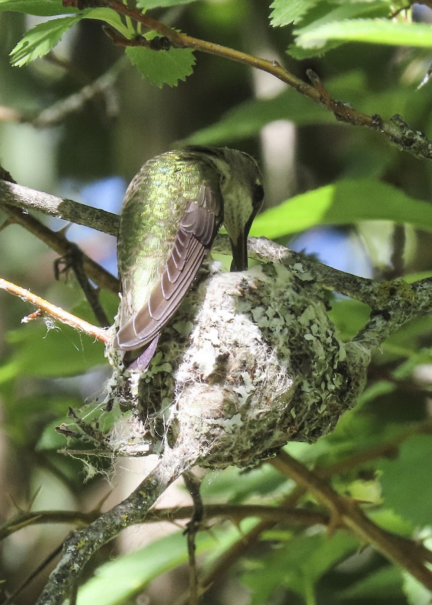 Black-chinned Hummingbird - ML462872181