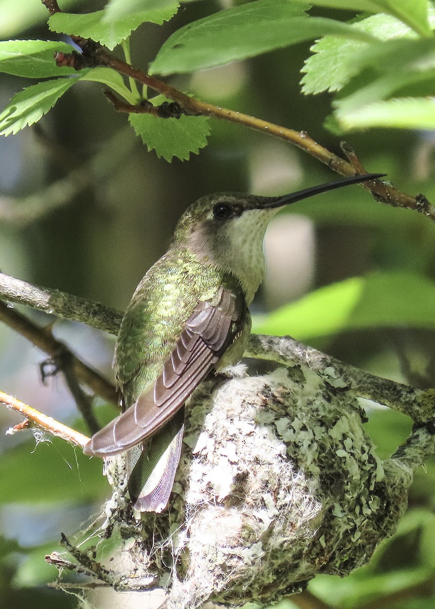 Black-chinned Hummingbird - ML462872191