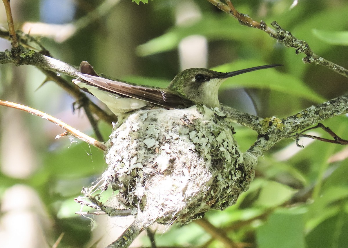 Black-chinned Hummingbird - ML462872201