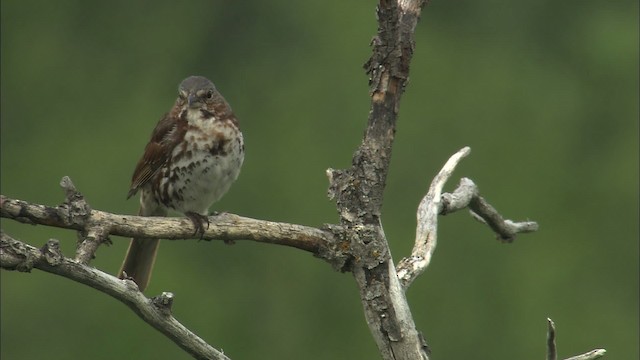 Fox Sparrow - ML462873