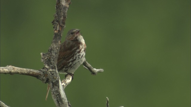 Fox Sparrow - ML462874