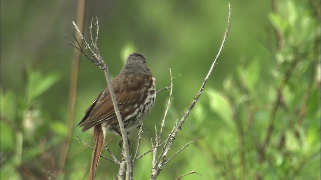 Fox Sparrow - ML462875