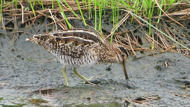 Wilson's Snipe - ML462875281