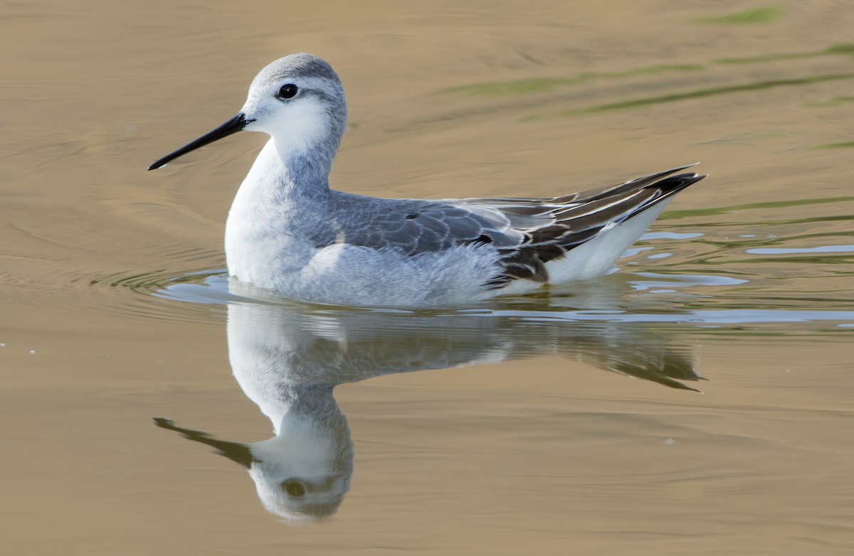 hvithalesvømmesnipe - ML462875401