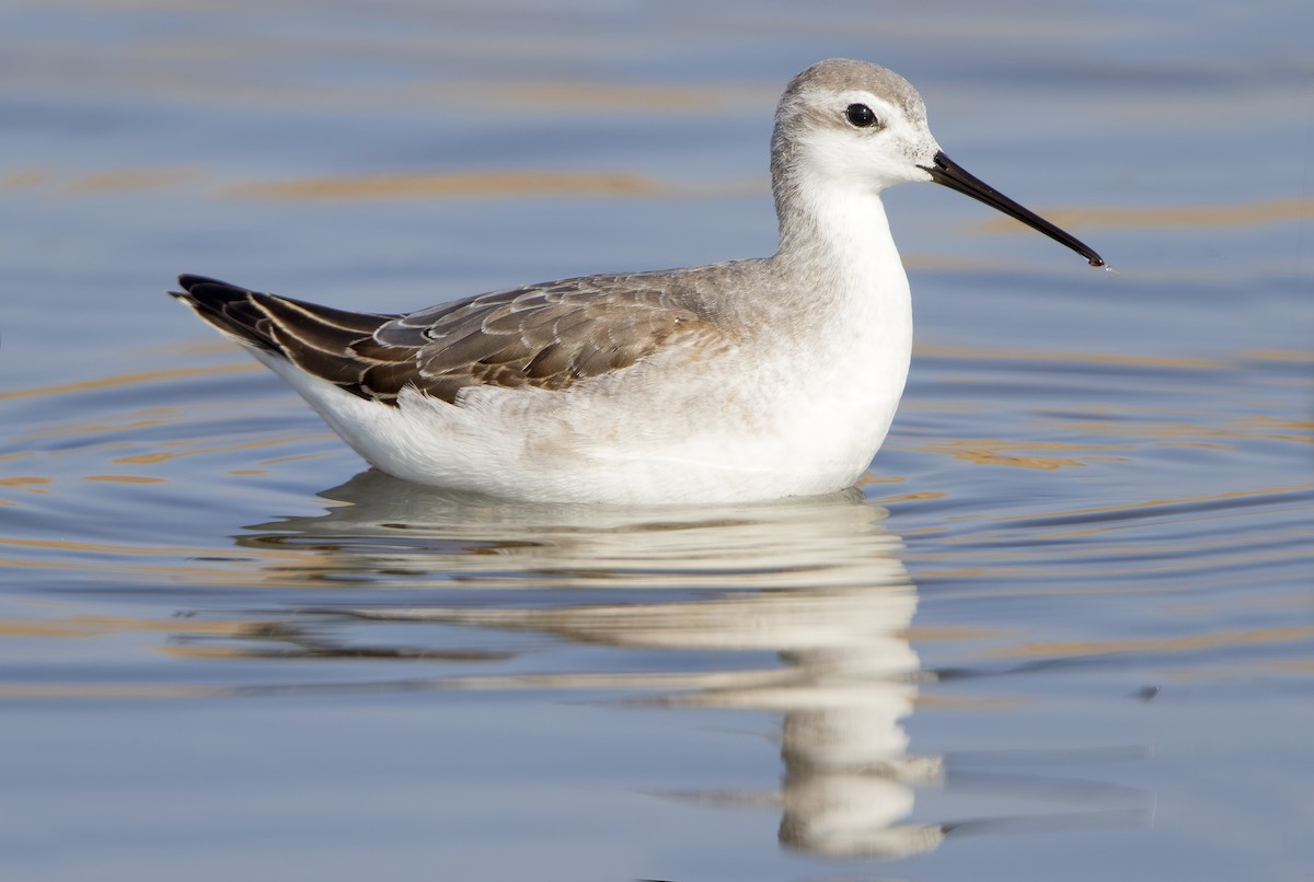 hvithalesvømmesnipe - ML462875421