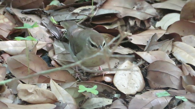 Swainson's Warbler - ML462875481