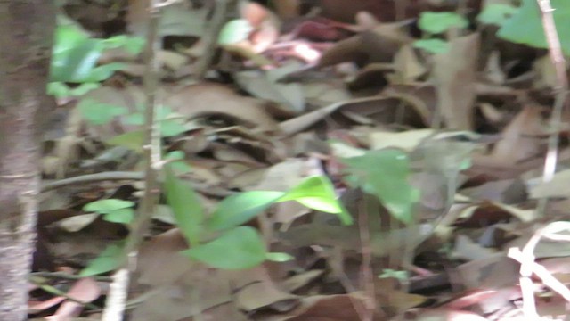 Swainson's Warbler - ML462875551