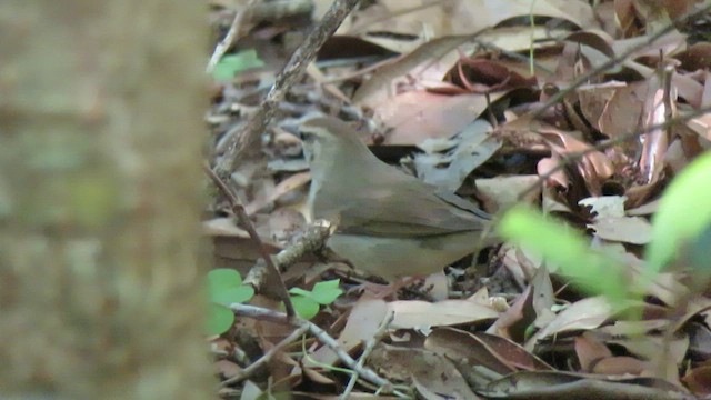 Swainson's Warbler - ML462875561