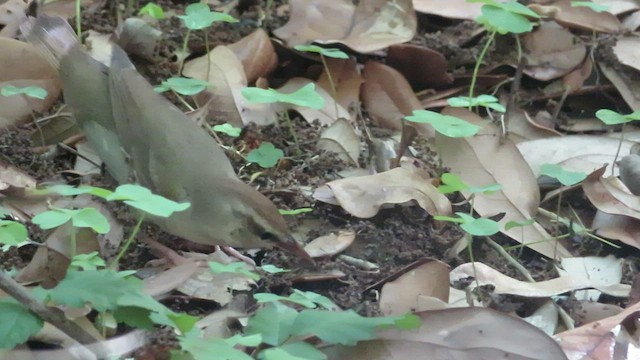 Swainson's Warbler - ML462875691