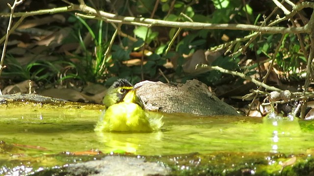 Kentucky Warbler - ML462875711