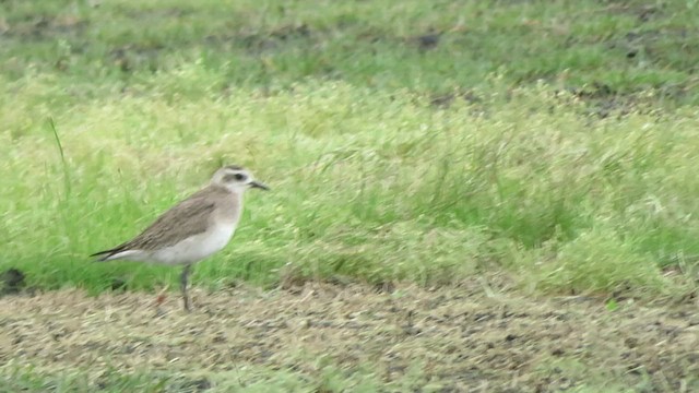 American Golden-Plover - ML462876131