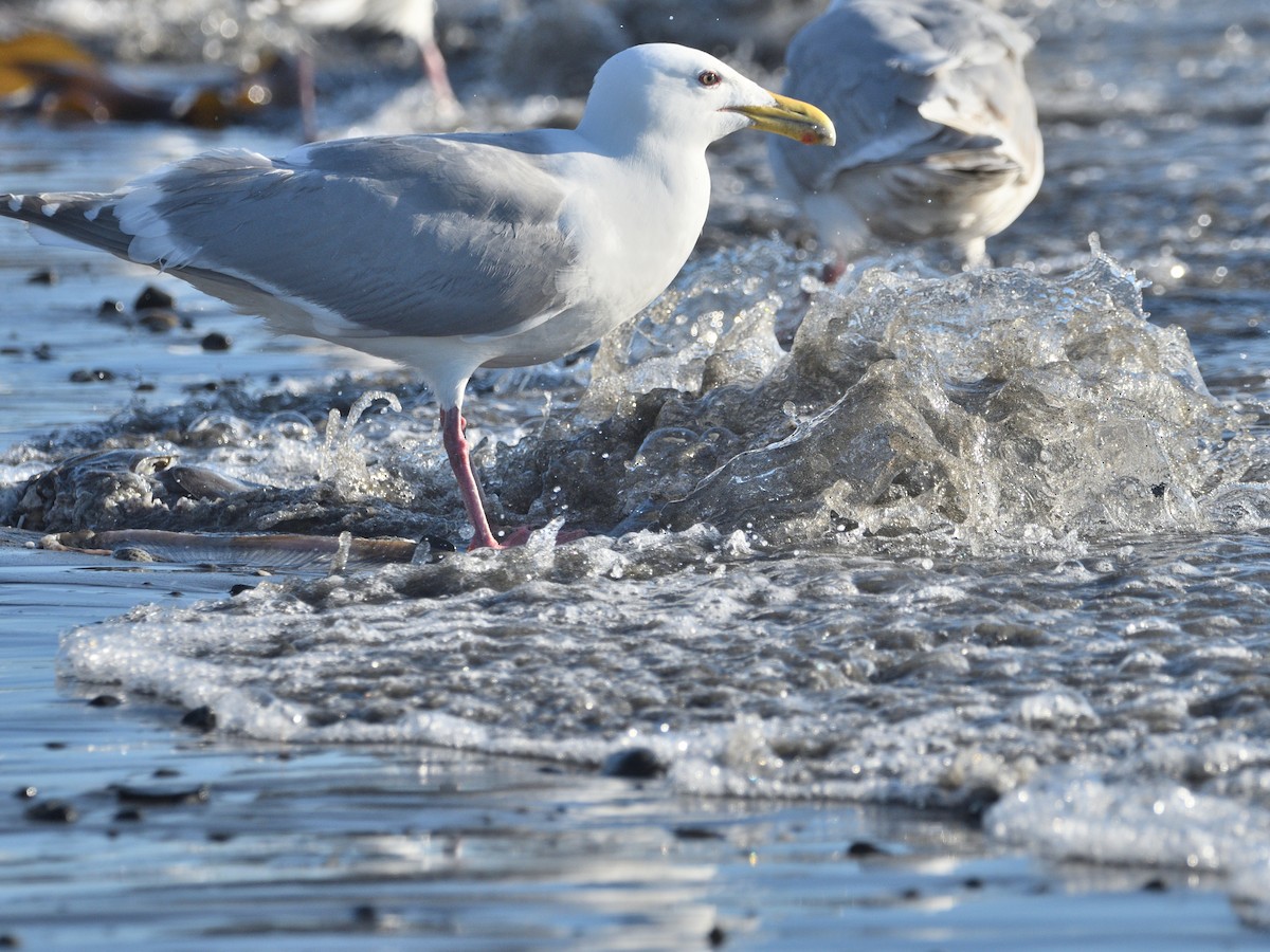 Glaucous-winged Gull - ML462876871