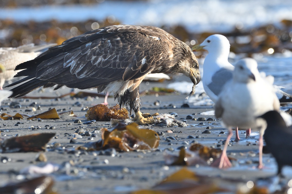 Bald Eagle - ML462876911