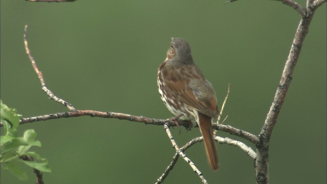 Fox Sparrow - ML462877