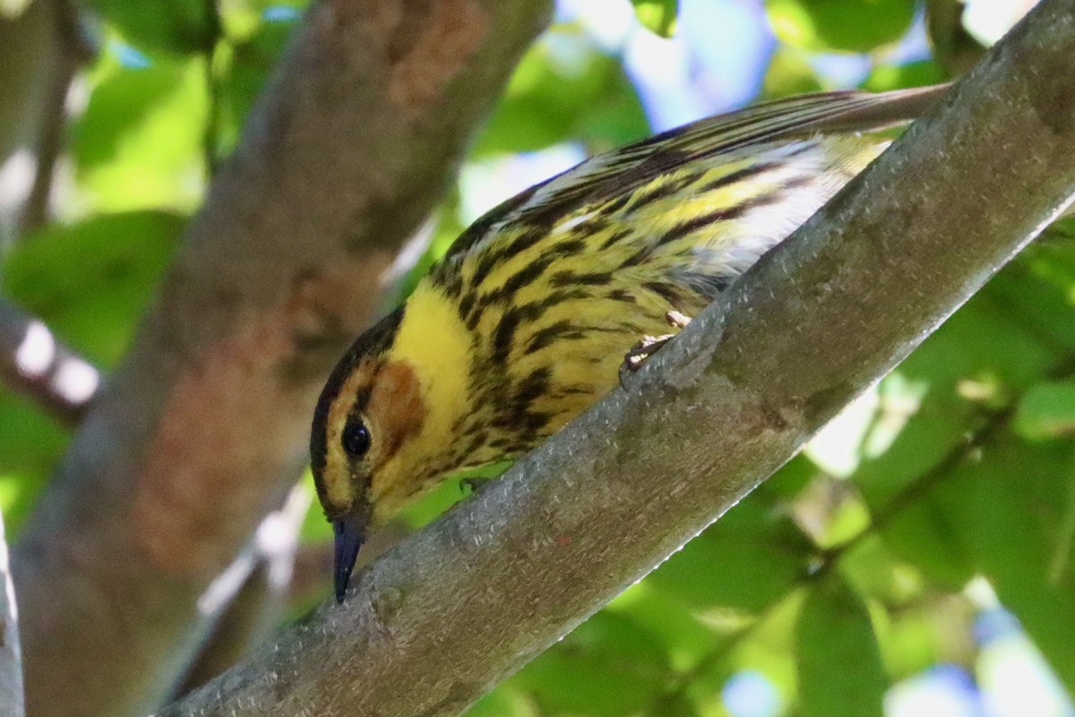 Cape May Warbler - ML462877051