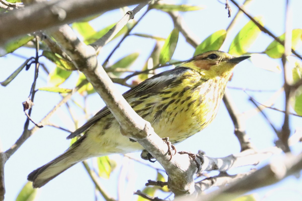 Cape May Warbler - ML462877081